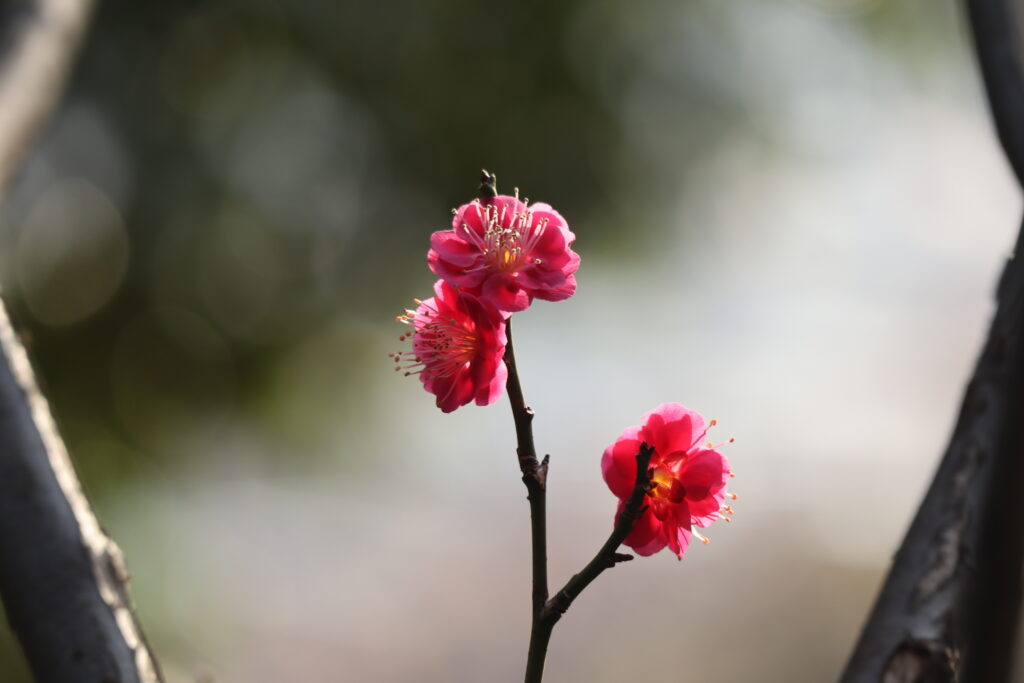 ピンクの梅の花