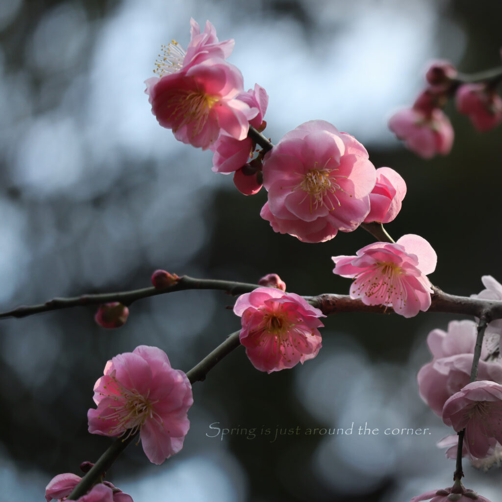 ピンクの梅の花