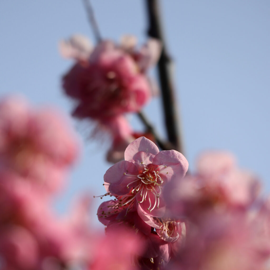 ピンクの梅の花