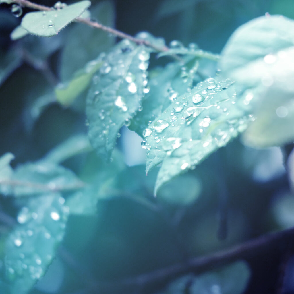 水玉がきれいな雨上がりの葉っぱ