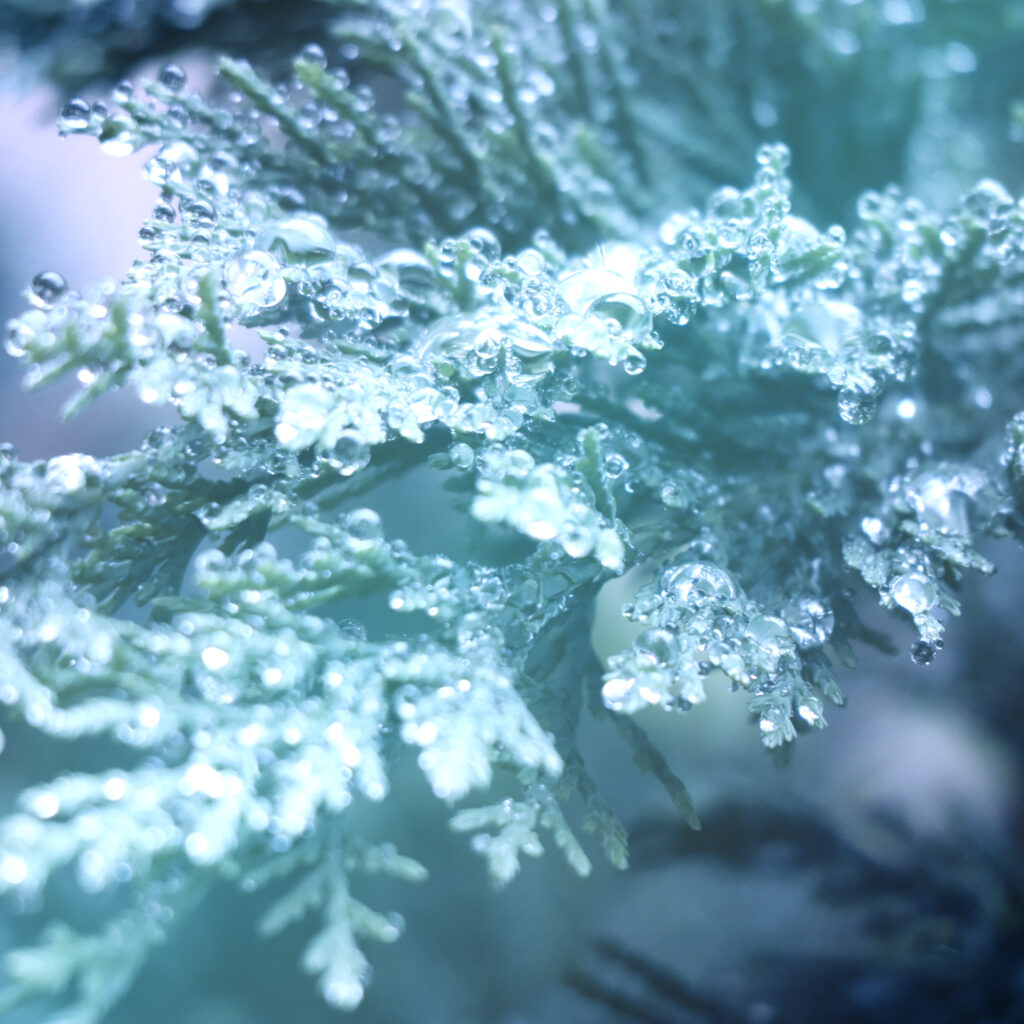 水滴がきれいな雨上がりの葉っぱ