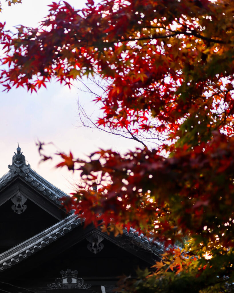 播州清水寺の夕暮れのもみじ