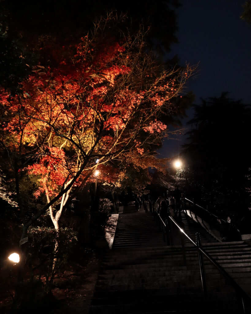 ライトアップされる播州清水寺の紅葉