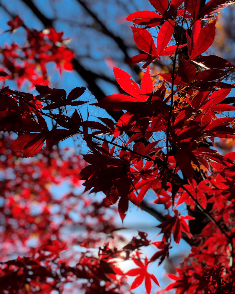 九品仏の紅葉