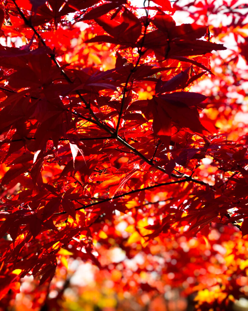 九品仏の紅葉