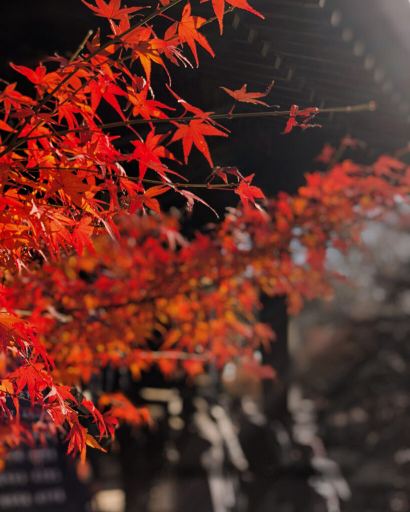 九品仏の紅葉