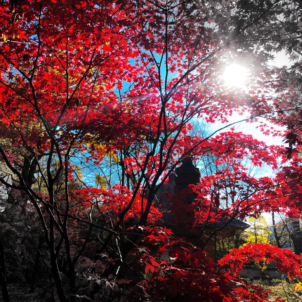 九品仏の紅葉