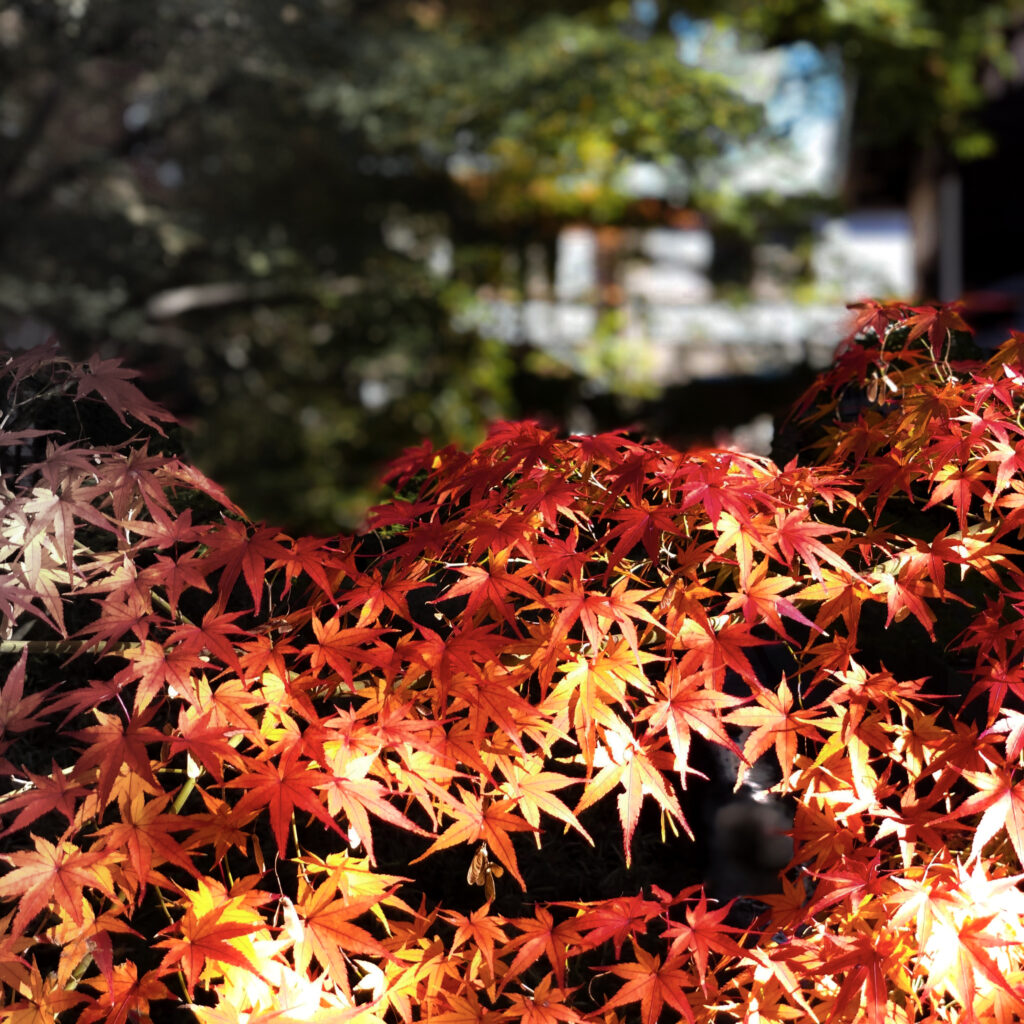 九品仏の紅葉