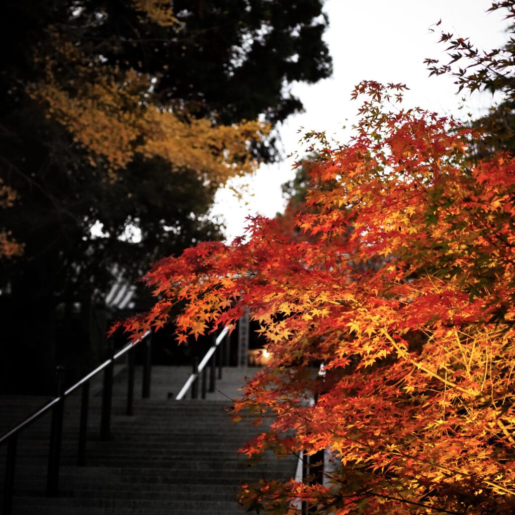 夕暮れの中の播州清水寺の紅葉